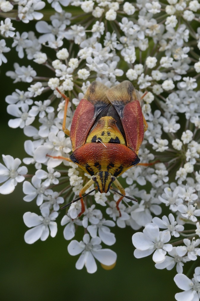 Pentatomidae: Carpocoris pudicus del Ponente Ligure